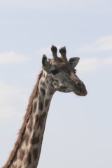 06-Giraffe